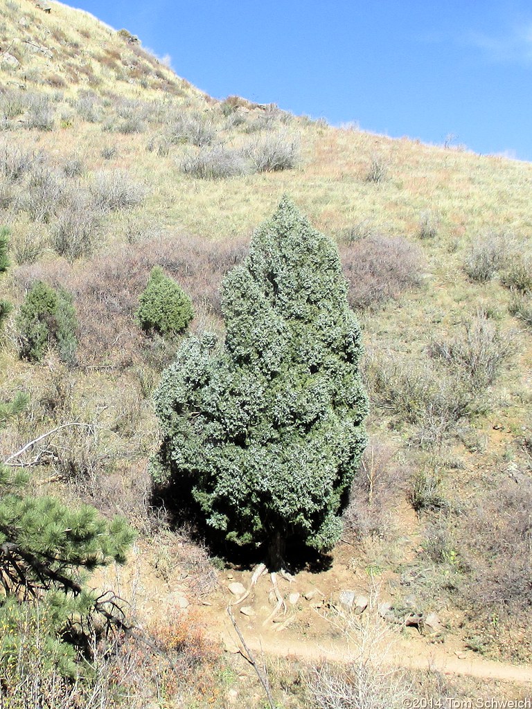 Cupressaceae Juniperus scopulorum