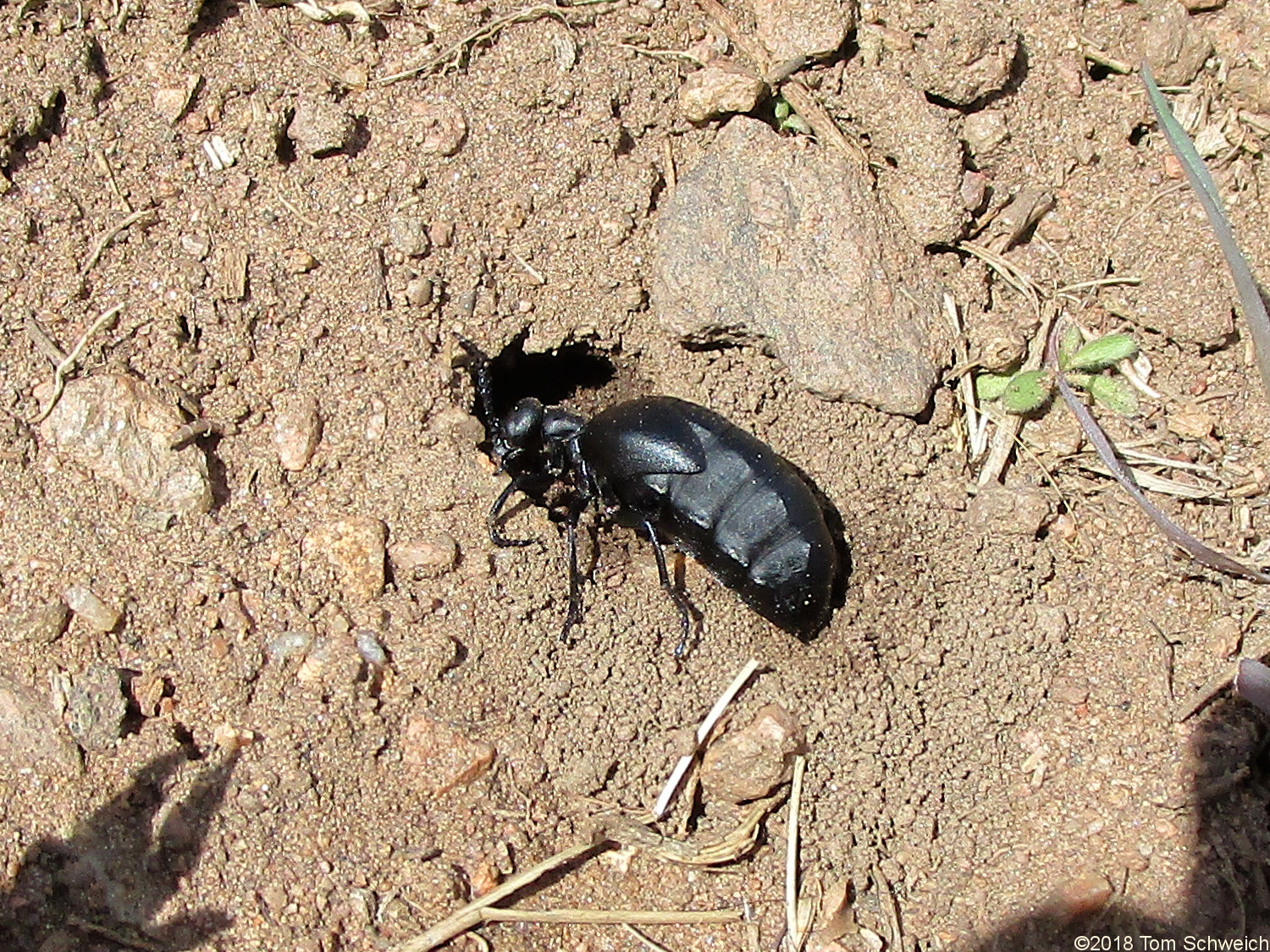 Beetle seen in the Survey Field
