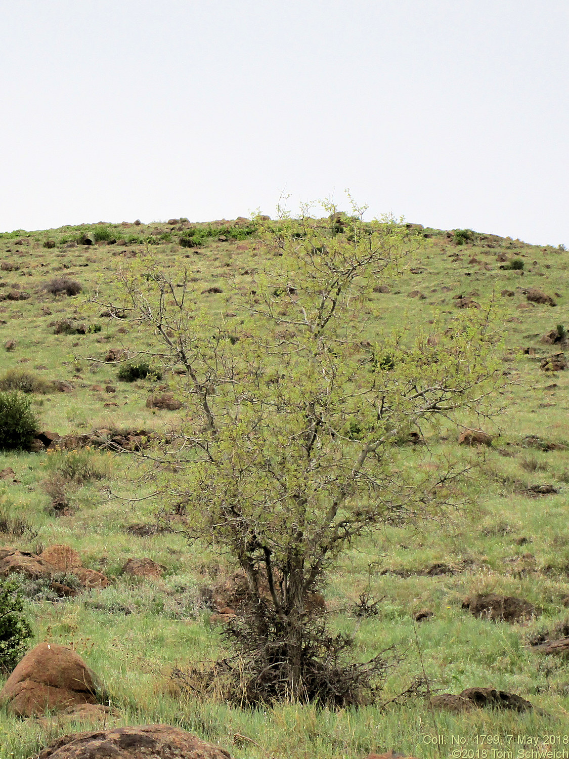 Cannabaceae Celtis reticulata