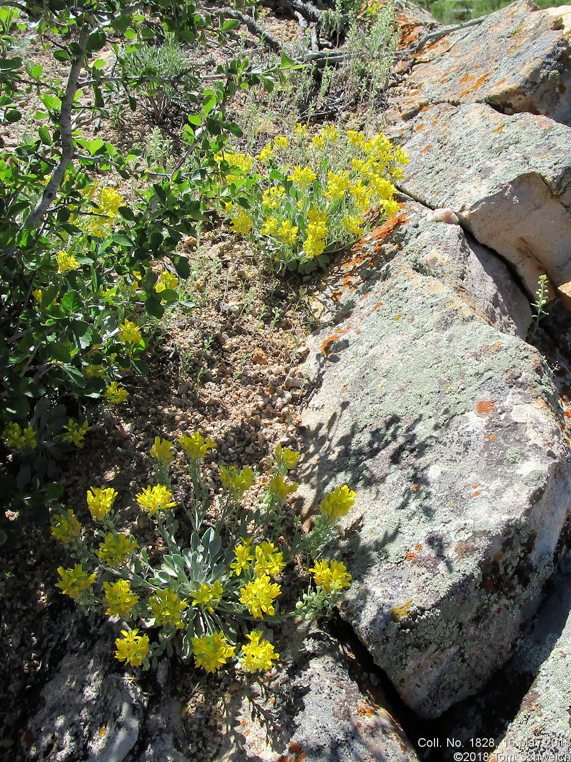 Boraginaceae Physaria vitulifera