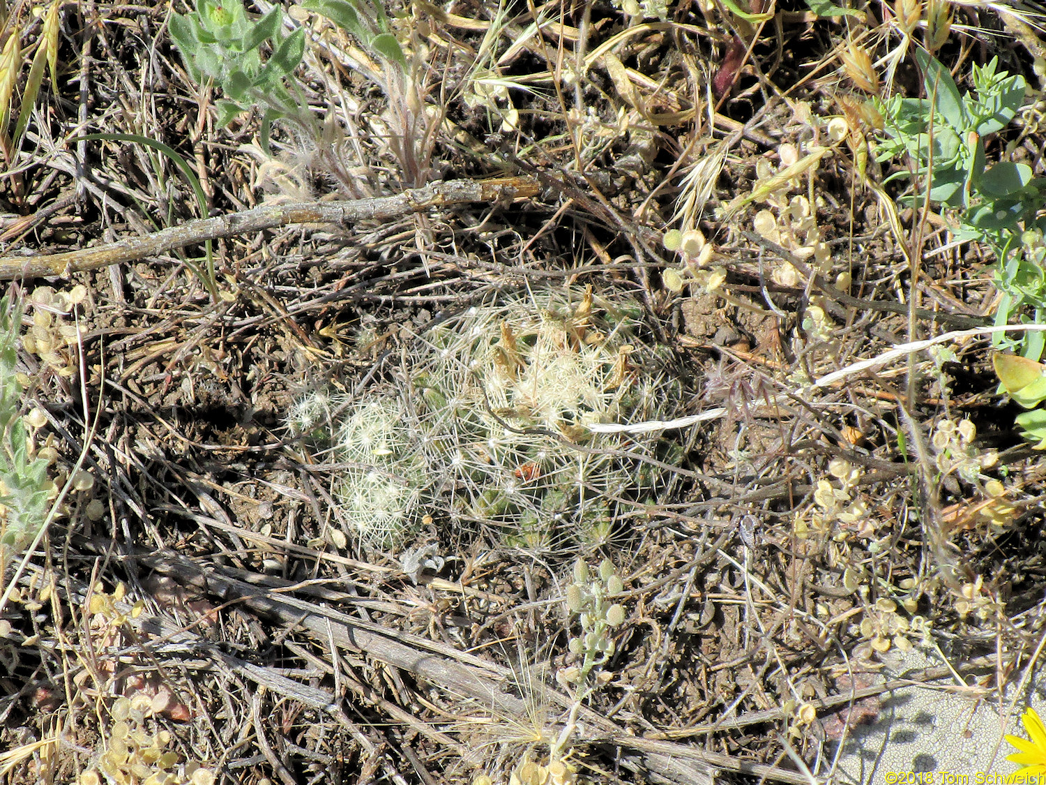 Cactaceae Escobaria vivipara