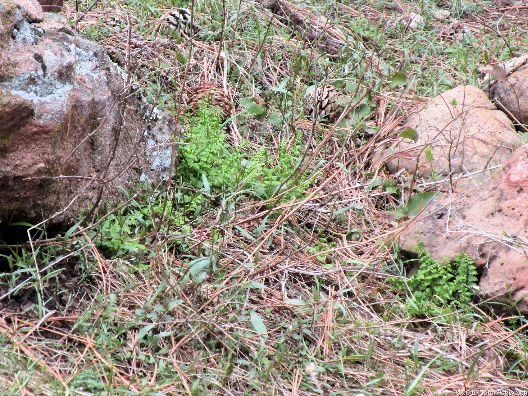 Dryopteridaceae Woodsia