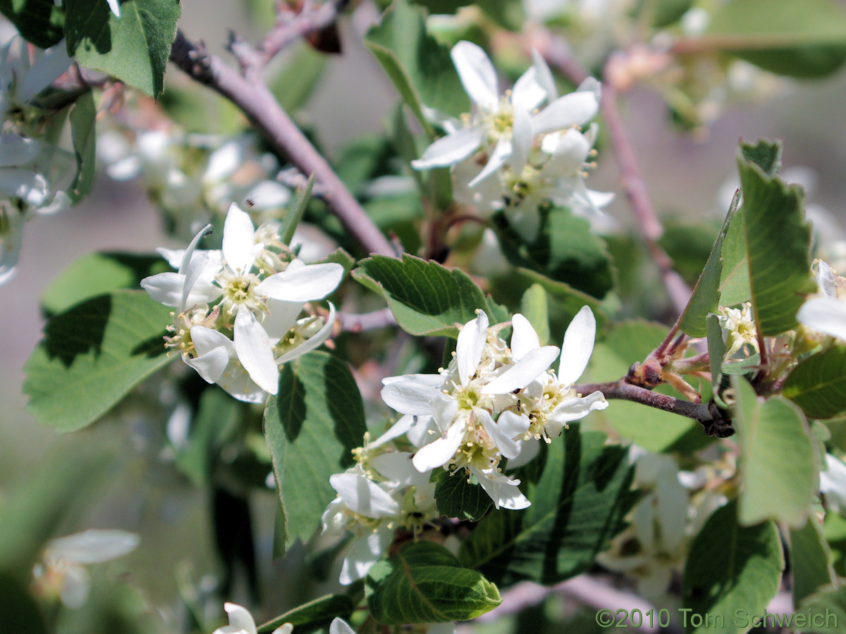 Rosaceae Amelanchier utahensis
