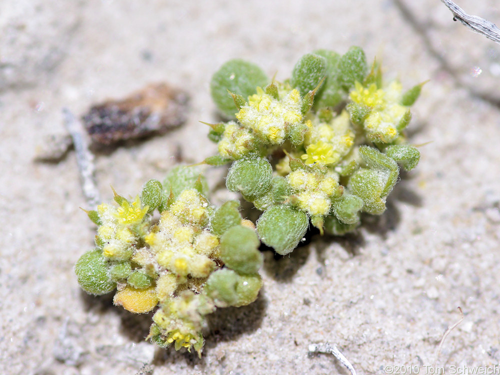 Polygonaceae Goodmania luteola