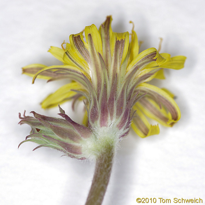 Asteraceae Agoseris glauca