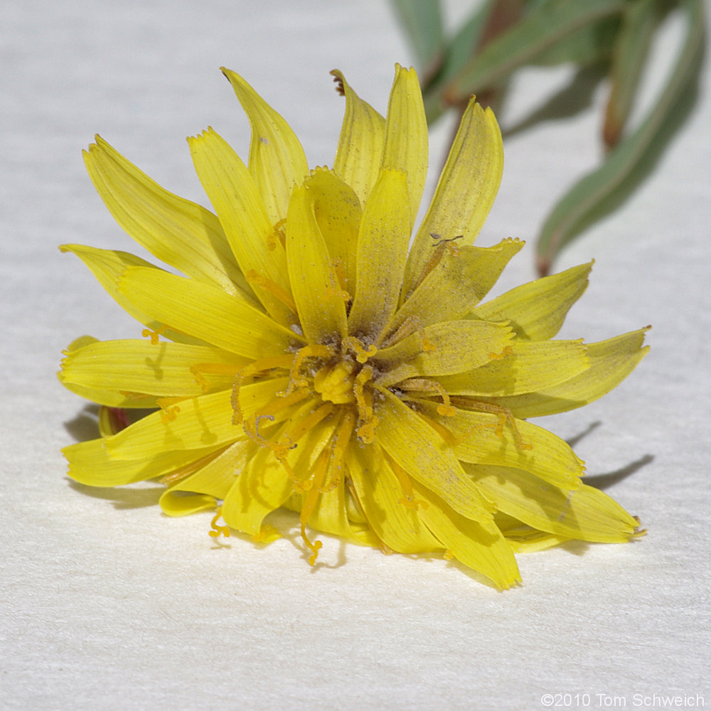 Asteraceae Agoseris glauca