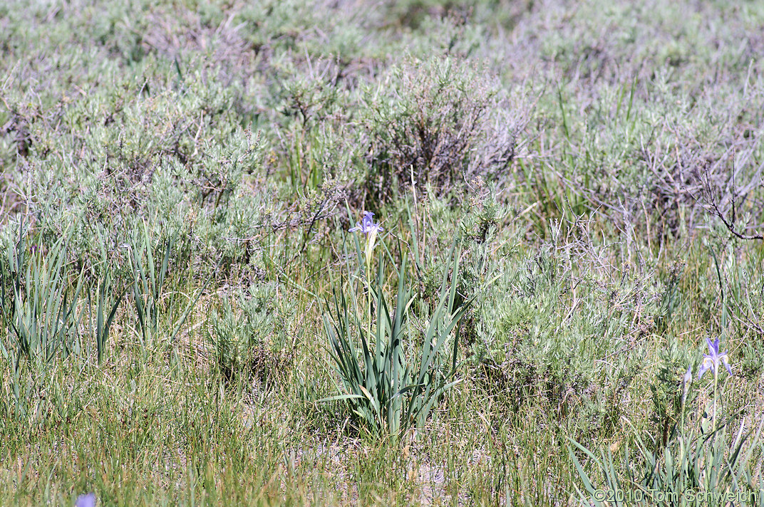 Iridaceae Iris missouriensis