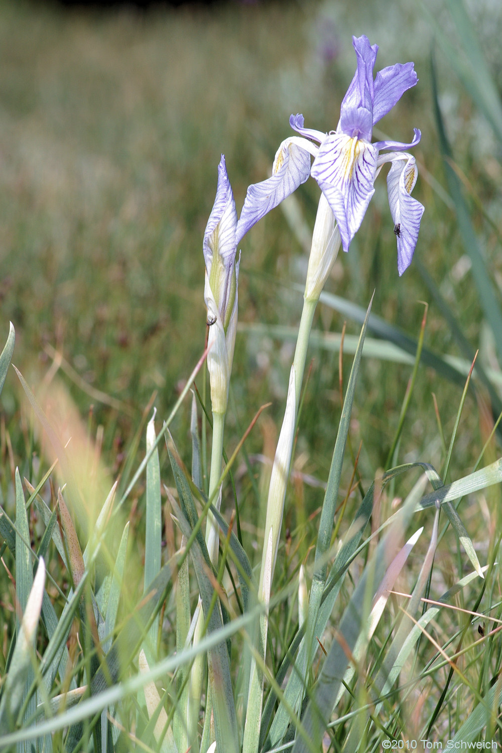 Iridaceae Iris missouriensis