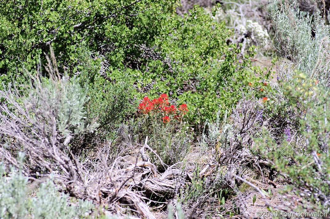 Orobanchaceae Castilleja chromosa