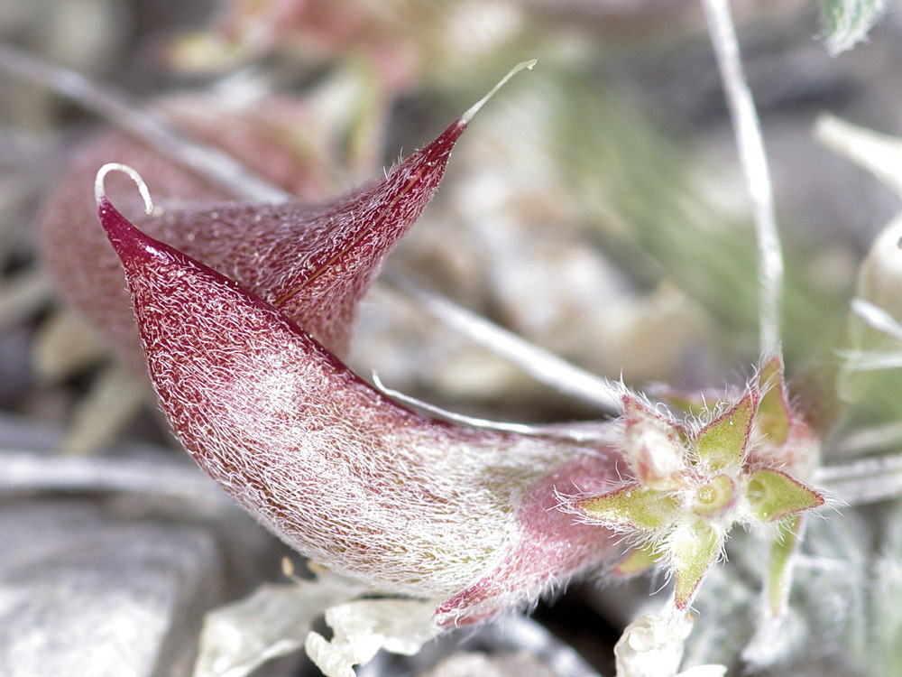 Fabaceae Astragalus monoensis
