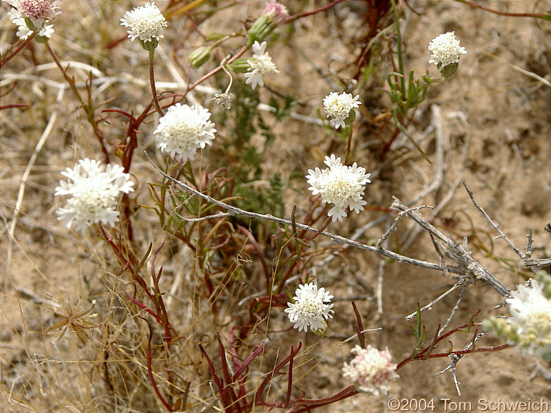 Coll. No. 330, Desert Pincushion (<I>Chaenactis fremontii</I>) near the Mesquite Mountains.
