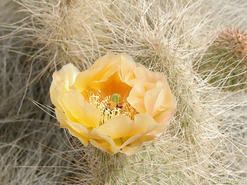 Mojave Prickly Pear (<I>Opuntia erinacea</I>) on the slopes of the Winters Pass Hills