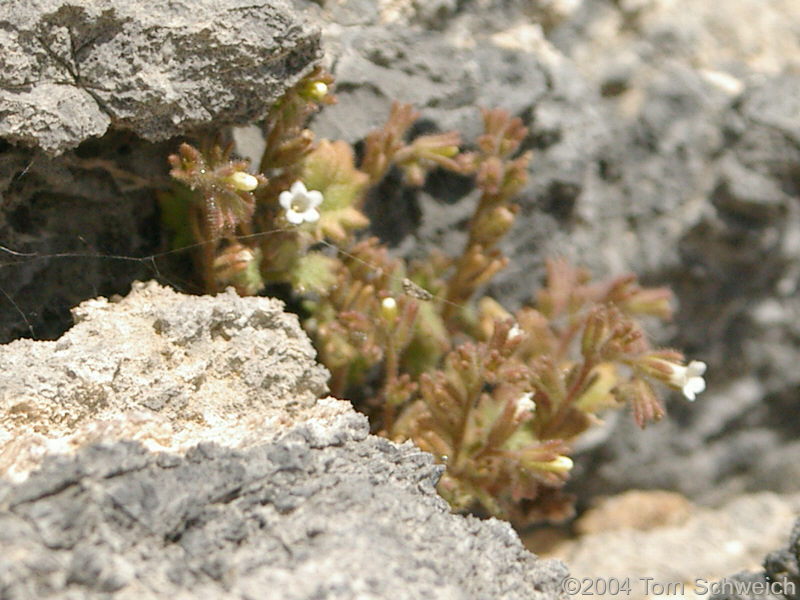 Undetermined species found in limestone outcrop on east side of Mesquite Mountains.