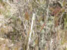 Full Size Image