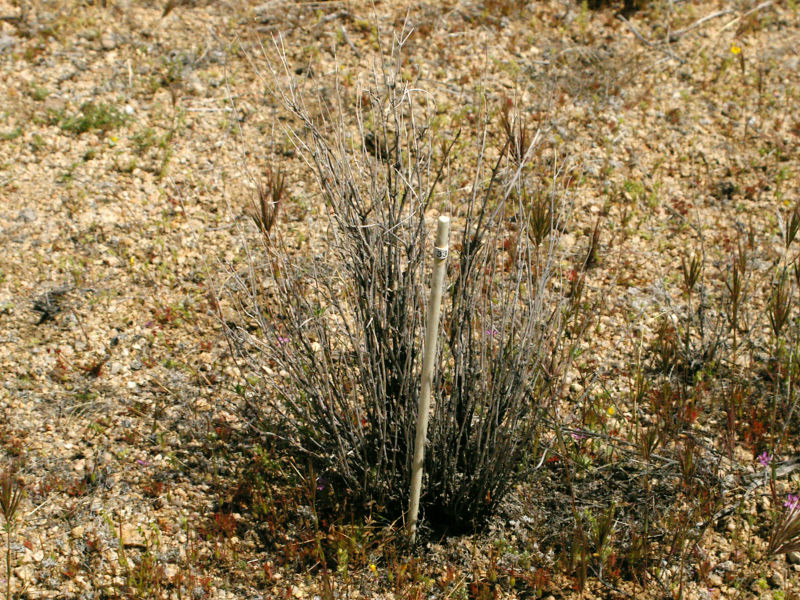 White 33 on April 21, 2004