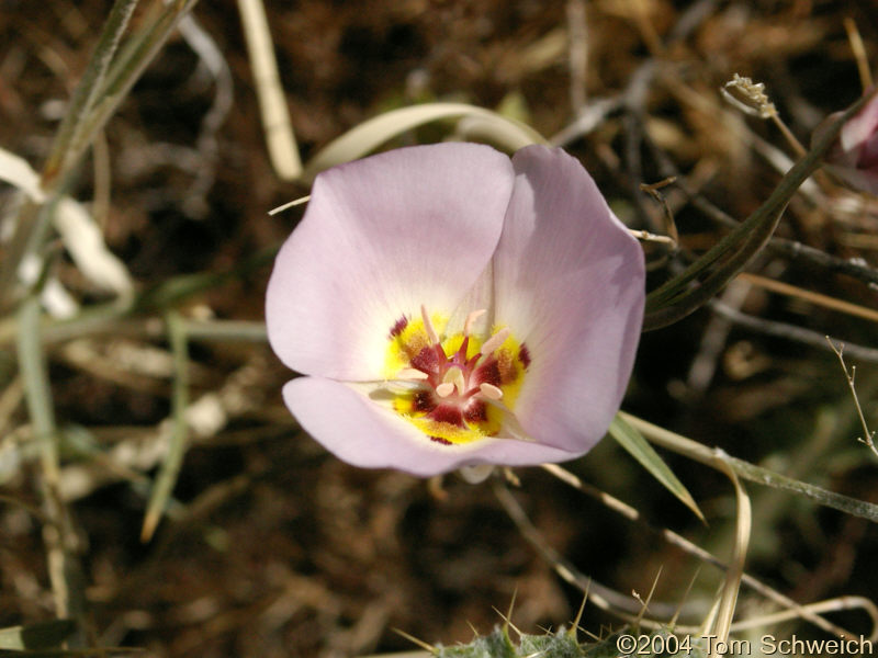 Liliaceae Calochortus flexuosus, Mesquite Mountains, San Bernardino County, California