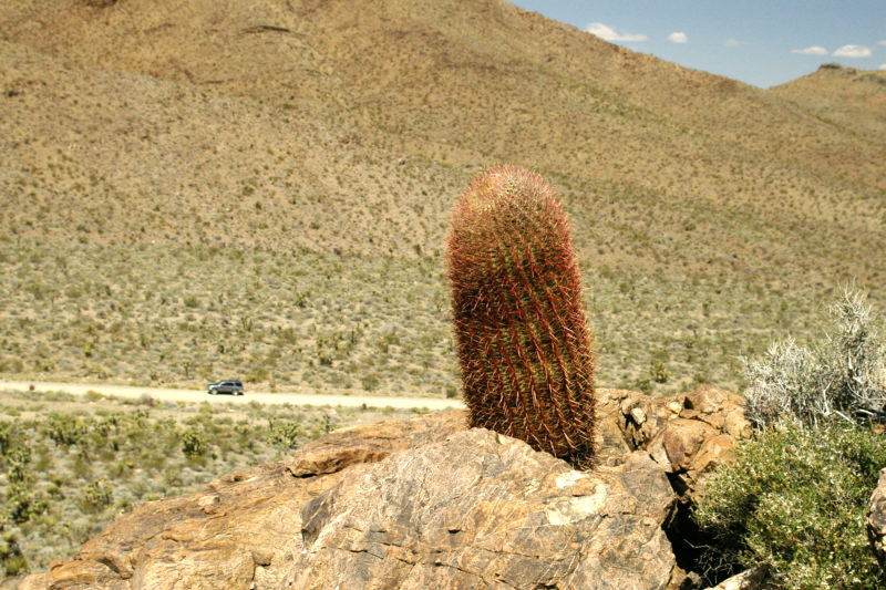 Ferocactus cylindraceus, California Barrell Cactus, Mesquite Mountains, San Bernardino County, California
