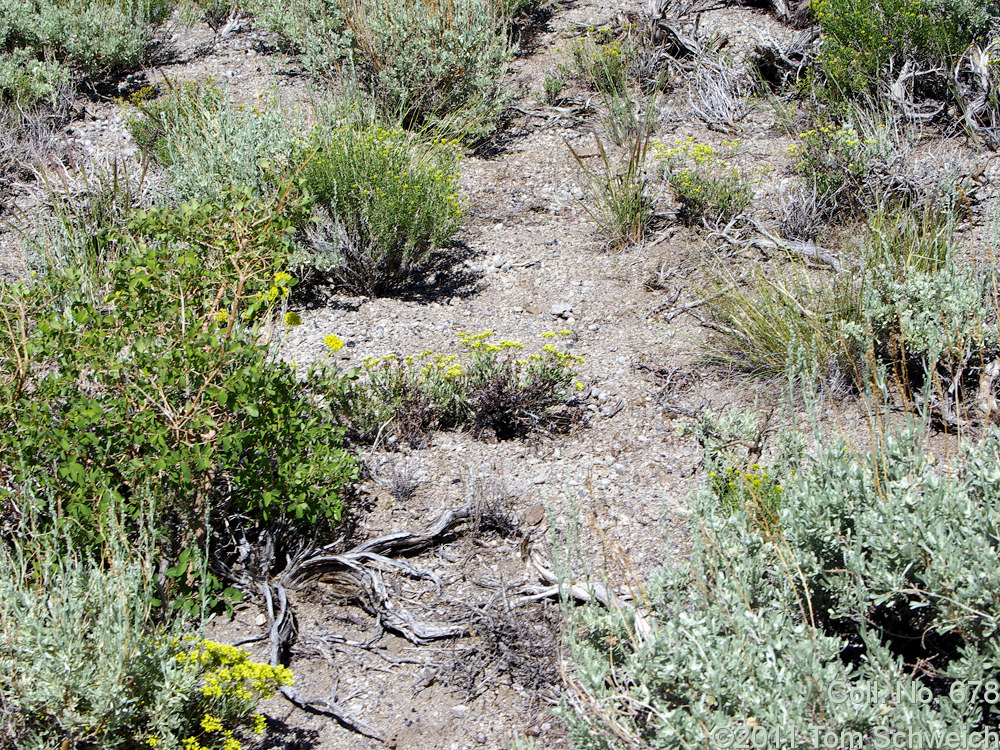 Polygonaceae Eriogonum microthecum ambiguum