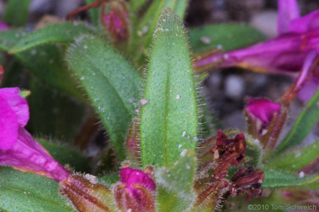 Phyrmaceae Mimulus nanus mephiticus