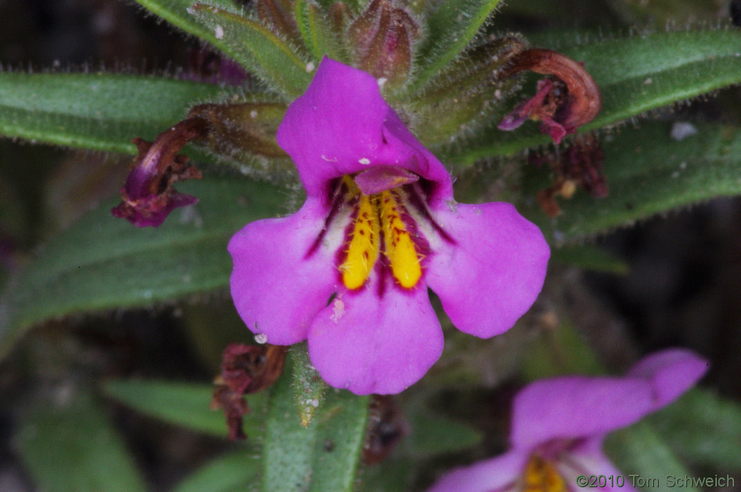 Phyrmaceae Mimulus nanus mephiticus