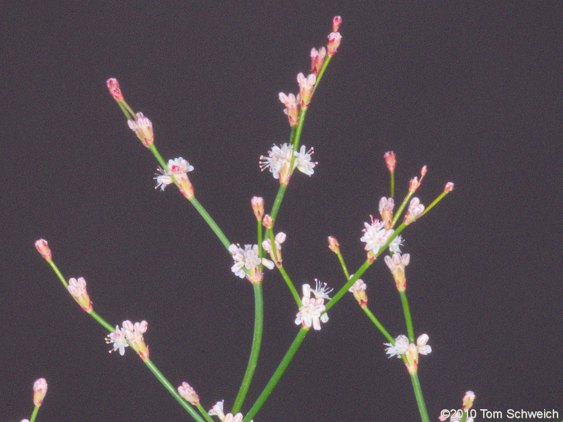 Polygonaceae Eriogonum baileyi baileyi