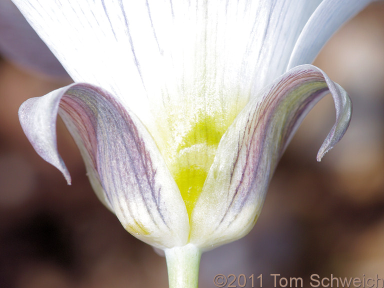 Liliaceae Calochortus bruneaunis