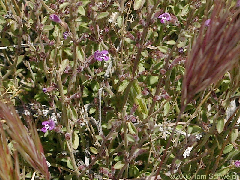 Lamiaceae Hedeoma nana californica
