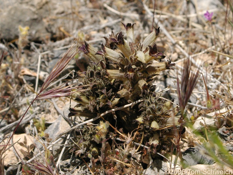Orobanchaceae, Orobanche cooperi, Mesquite Mountains, San Bernardino County, California