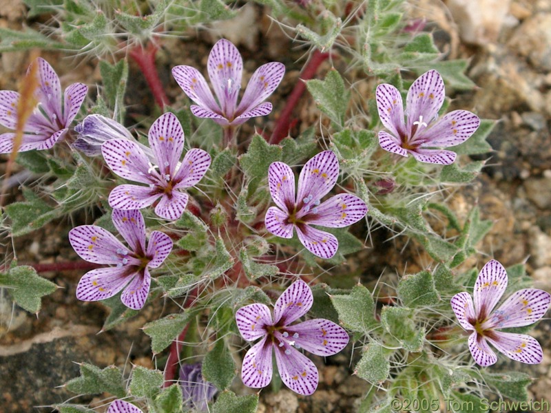 Polemoniaceae Langloisia setosissima punctata, Goldhammer Mine, San Bernardino County, California