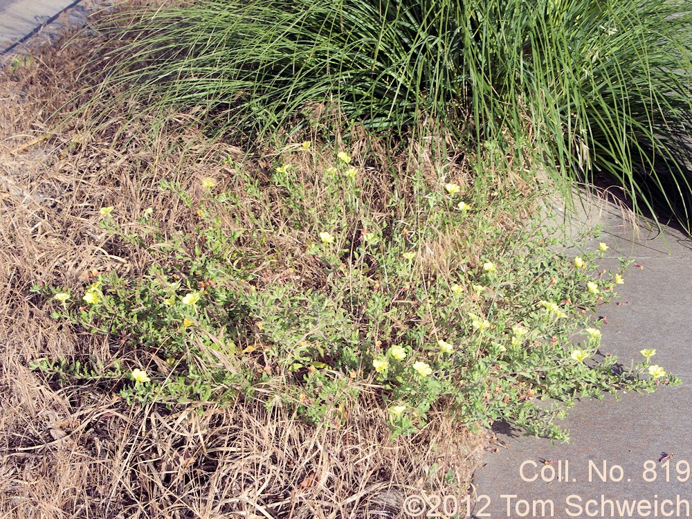 Onagraceae Oenothera laciniata