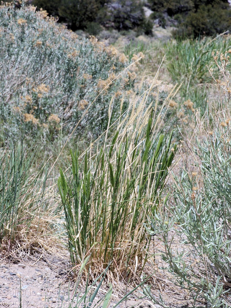 Poaceae Agropyron cristatum