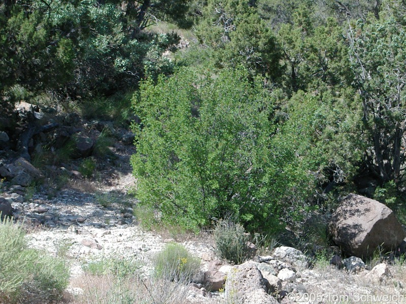 Oleaceae Fraxinus anomala, Mojave National Preserve, San Bernardino County, California