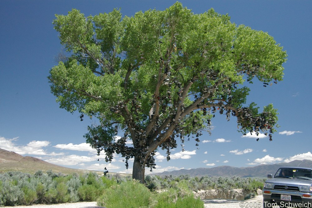Shoe Tree, Churchill County Nevada.