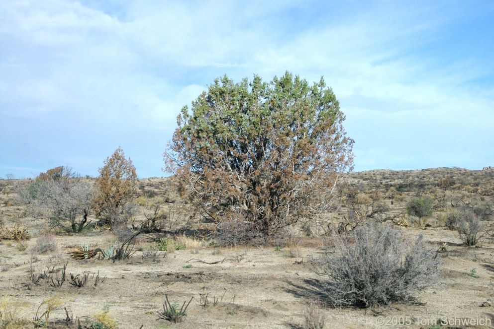 Hackberry Complex Fire, Lobo Point, Mojave National Preserve, San Bernardino, California