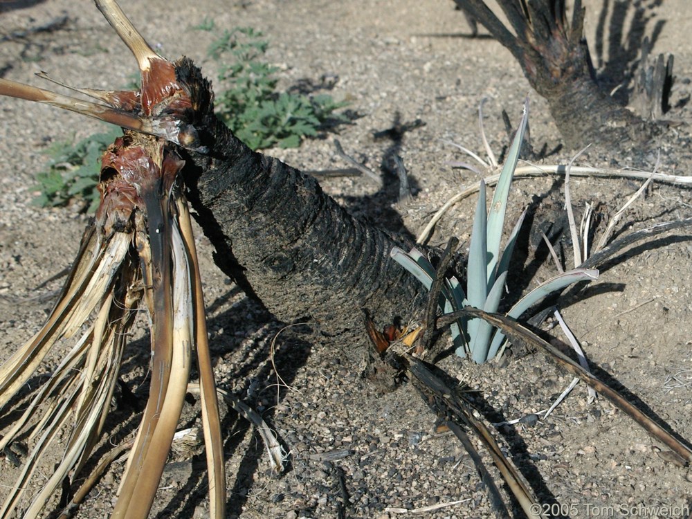 Hackberry Complex Fire, Lobo Point, Mojave National Preserve, San Bernardino, California