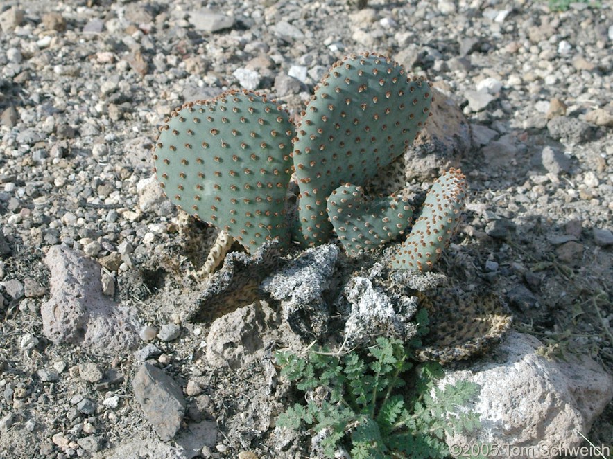 Hackberry Complex Fire, Lobo Point, Mojave National Preserve, San Bernardino, California