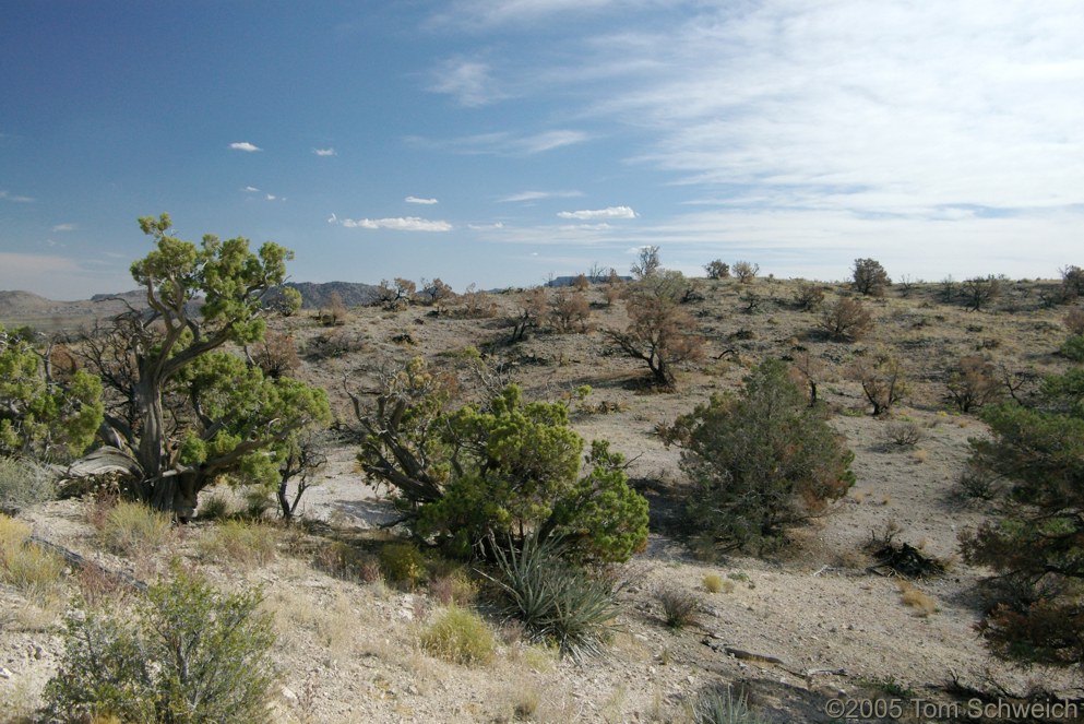 Frasera albomarginata, Mojave National Preserve, San Bernardino County, California