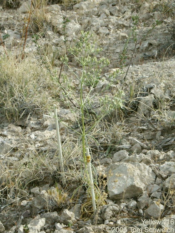 Frasera albomarginata, Mojave National Preserve, San Bernardino County, California