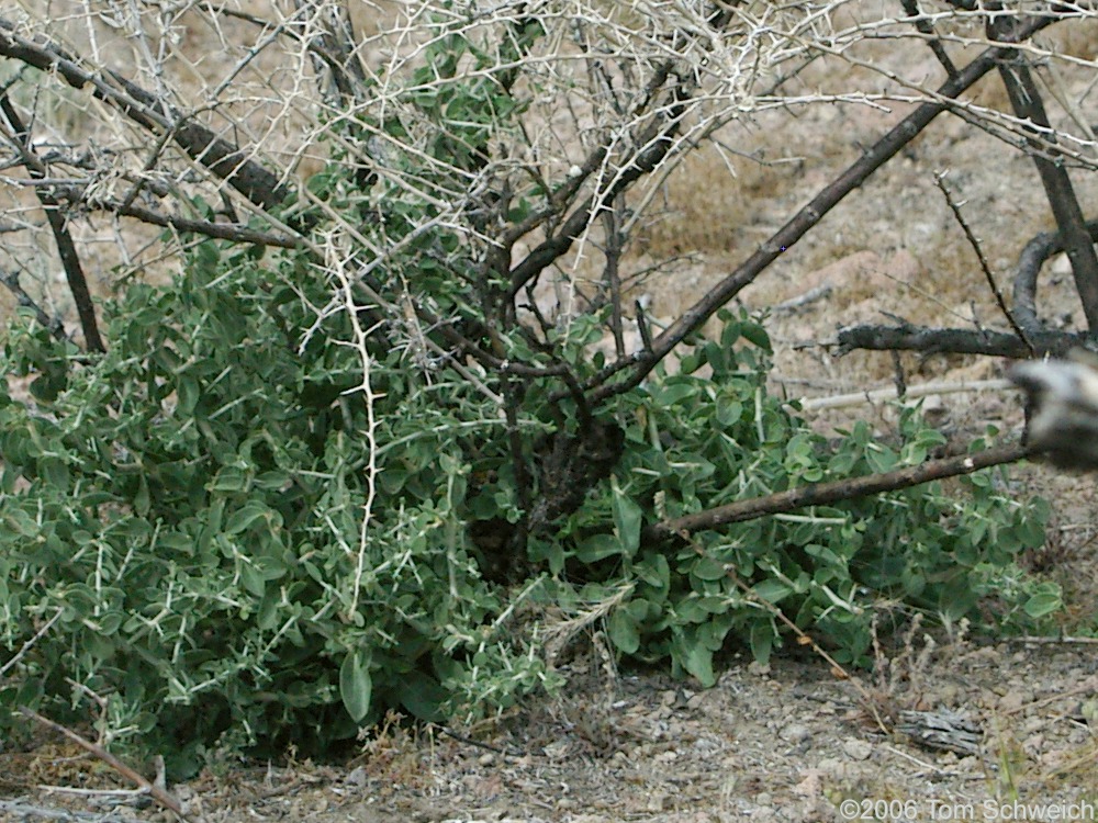 Solanaceae Lycium cooperi, Hackberry Complex Fire, Mojave National Preserve, San Bernardino County, California