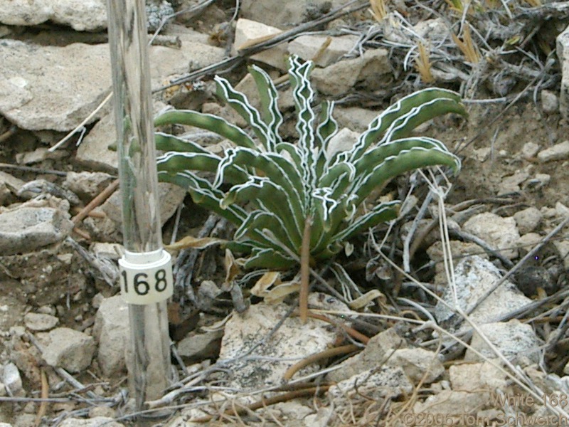 Frasera albomarginata, Mojave National Preserve, San Bernardino County, California