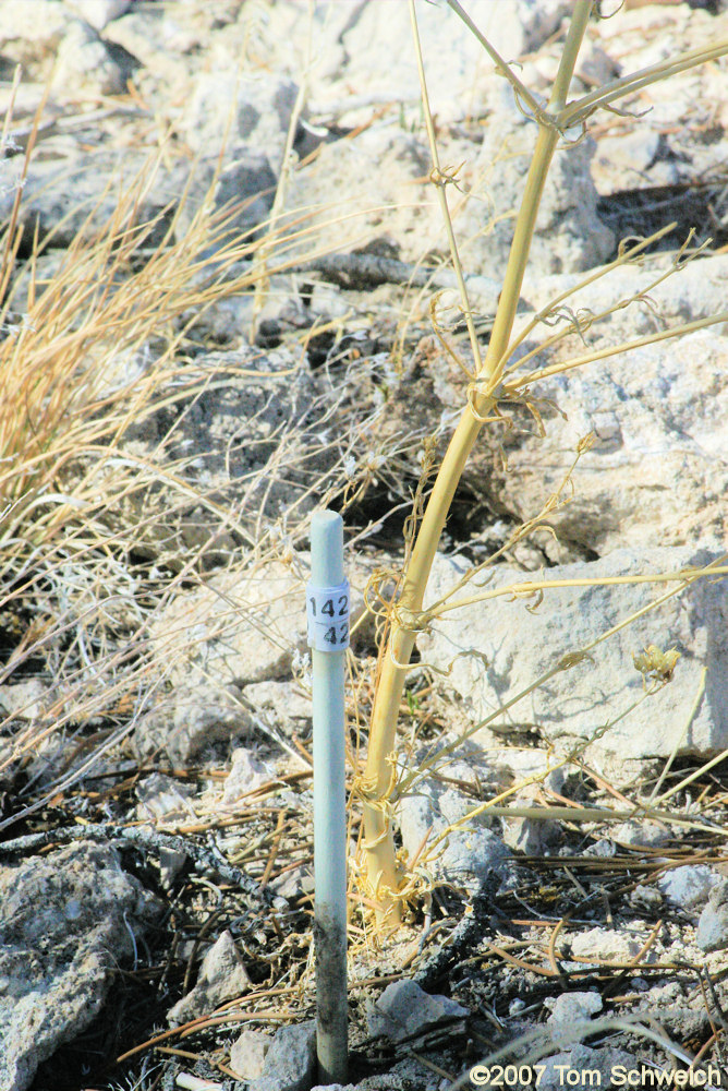 Frasera albomarginata, Mojave National Preserve, San Bernardino County, California