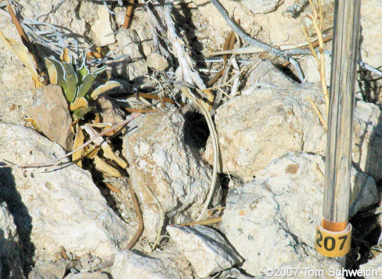 Frasera albomarginata, Mojave National Preserve, San Bernardino County, California