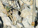 Full Size Image