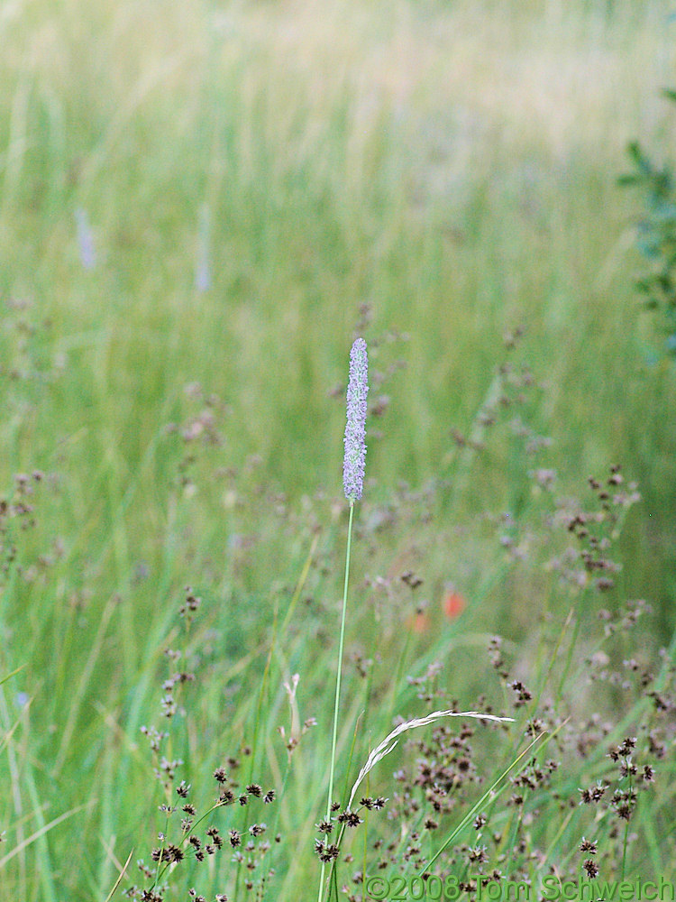 Poaceae Phleum pratense