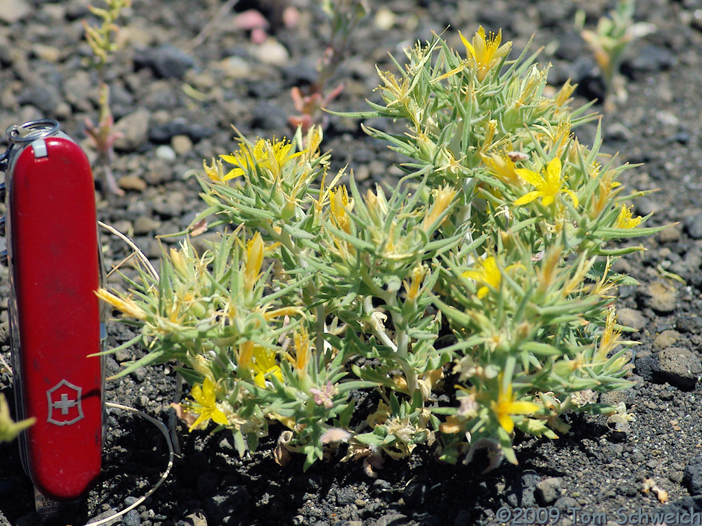 Loasaceae Mentzelia torreyi