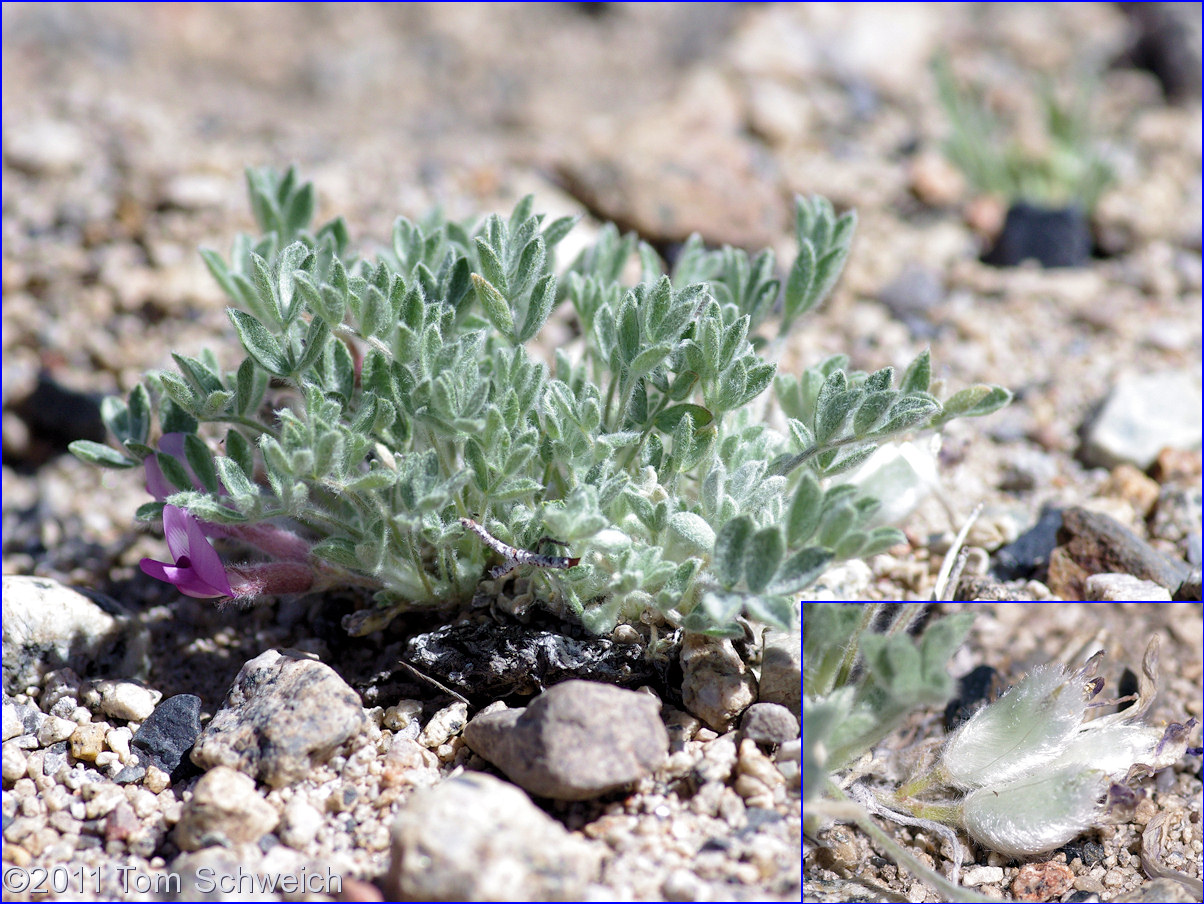 Fabaceae Astragalus newberryi newberryi