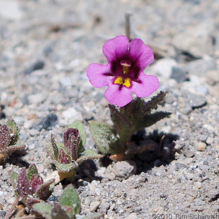 Phyrmaceae Mimulus nanus nanus