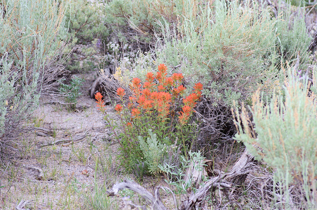 Orobanchaceae Castilleja applegatei pinetorum