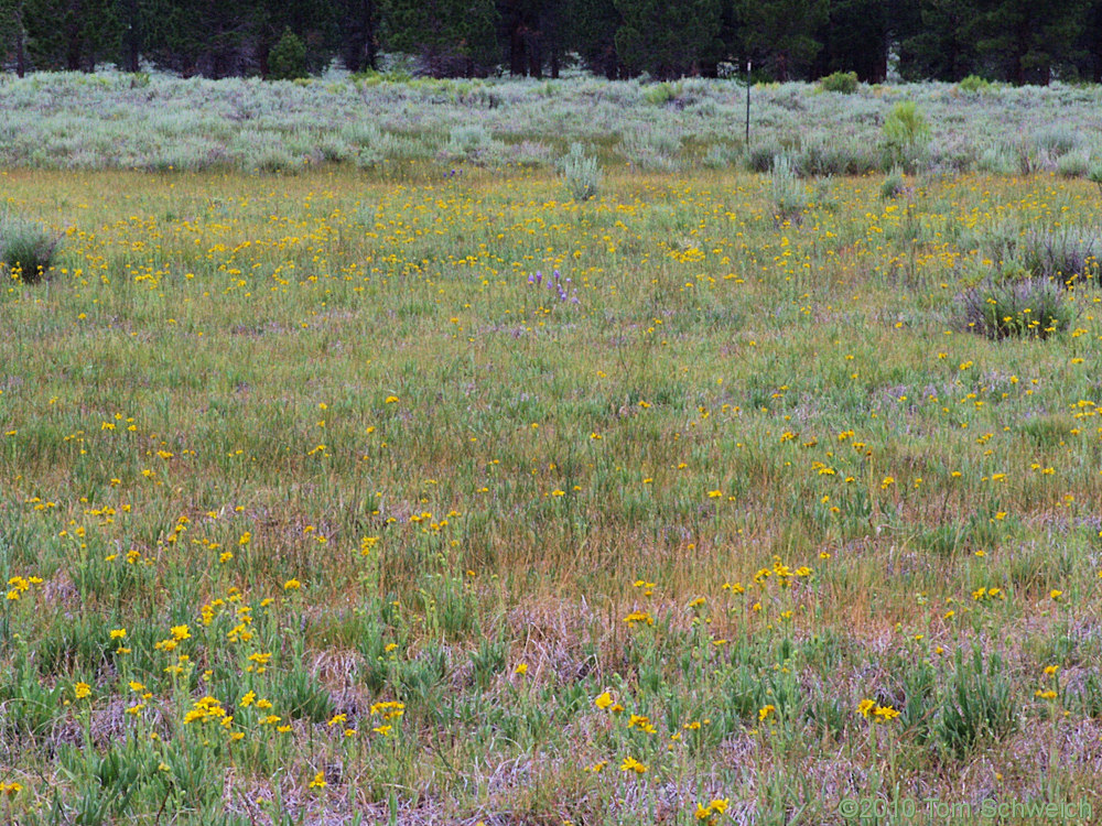 Asteraceae Arnica sororia