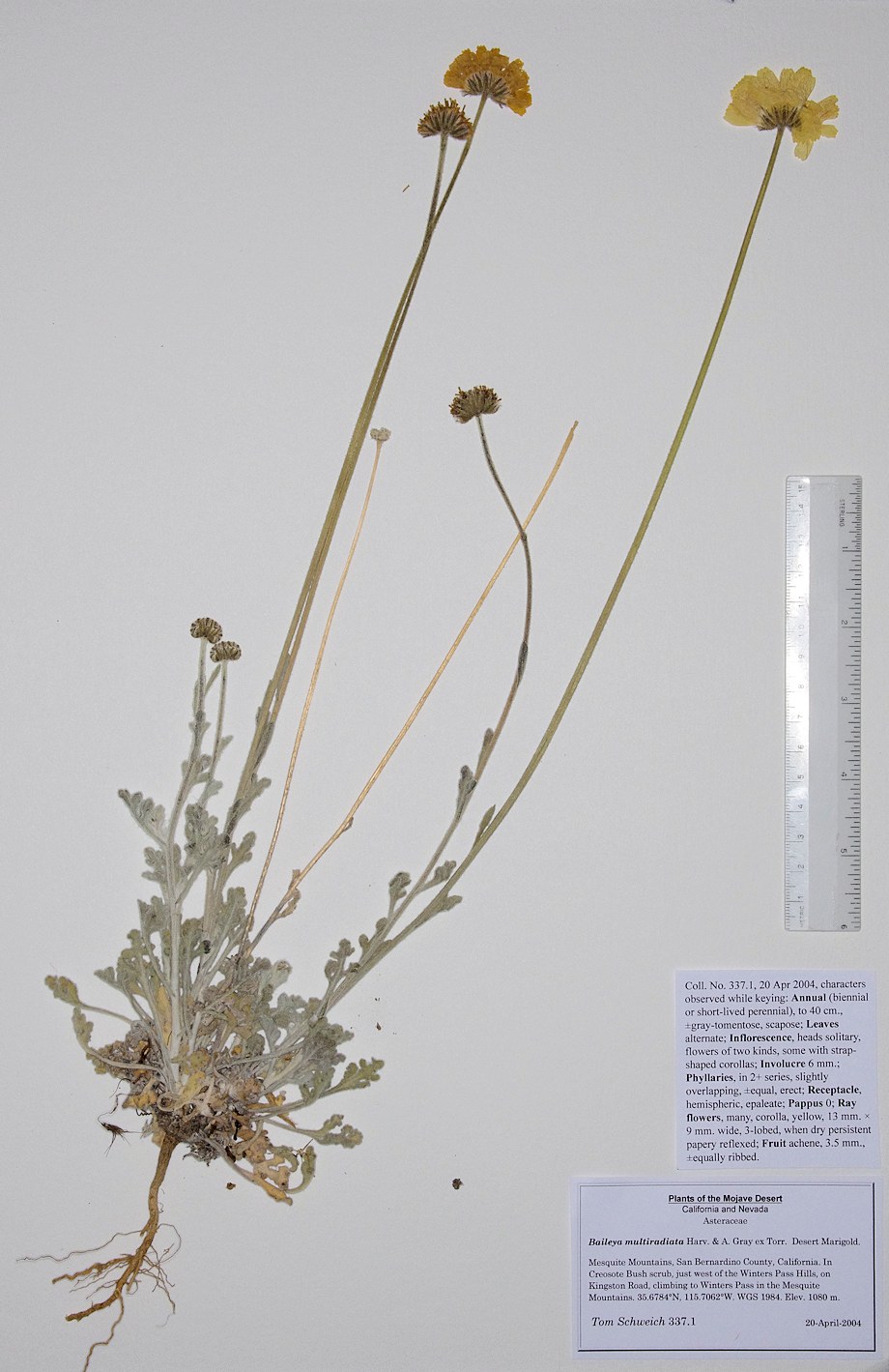 Asteraceae Baileya multiradiata